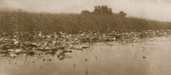 Näckrosor, Liv och landskap på Norfolk Broads, 1886